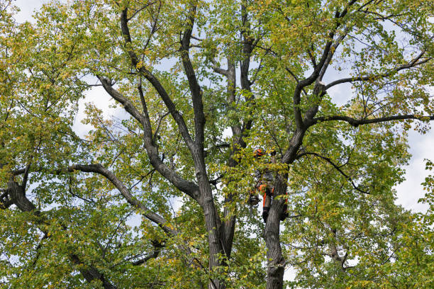  , USA Tree Removal Services Pros